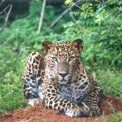Leopard Sightings in Yala National Park